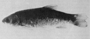 두꺼운꼬리 납지리(Gila crassicauda)는 1960년경 전 세계적으로 멸종되었다.