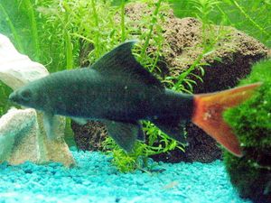 오늘날 야생에 남아 있는 빨간꼬리 블랙 샤크(Epalzeorhynchos bicolor)는 거의 없거나 전혀 없다.