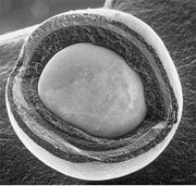 0.845 mm 크랙이 발생하여 다층 코팅이 드러난 TRISO 연료 입자
