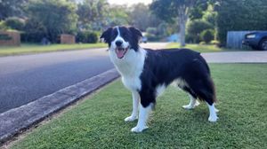 Male Border Collie