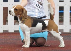 트라이컬러 비글