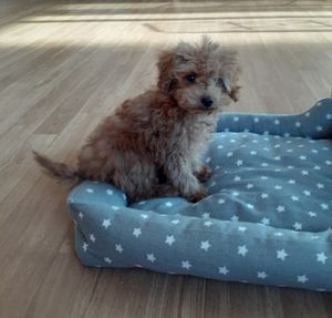 갈색 털을 가진 토이푸들의 모습