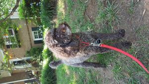 테디 베어 컷 브라운 미니어처 푸들