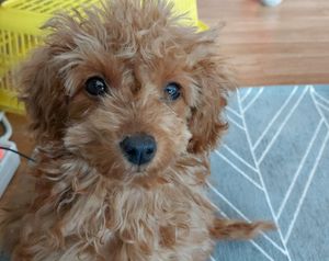 푸들의 얼굴확대 사진