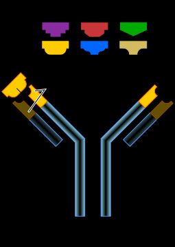 항원과 항체가 결합하는 원리