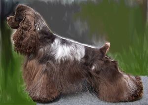 미용실 테이블에 서서 카메라를 약간 향하고 있는 황색 강아지