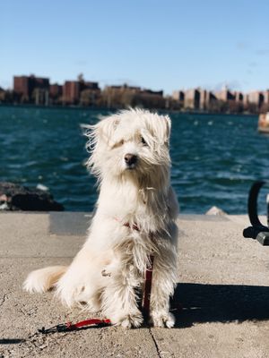 충주호 지역에서 온 한국 삽살개(암컷, 65파운드, 6세)