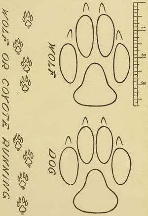 늑대와 개의 발자국 비교.