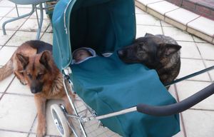 영아와 두 마리의 저먼 셰퍼드