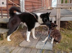 생후 10개월 된 카렐리안 베어 독. 왼쪽은 정상, 오른쪽은 뇌하수체성 왜소증 암컷.