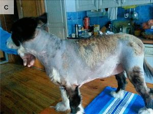 심각한 탈모를 보이는 뇌하수체성 왜소증 성견 카렐리안 베어 독 암컷.