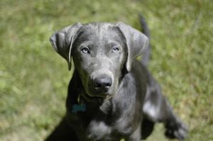 실버색 털을 가진 래브라도 리트리버