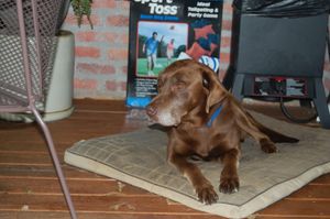 12살 라브라도르 레트리버. 다른 많은 견종과 마찬가지로, 라브라도르 레트리버도 나이가 들면서 털, 특히 코끝이 하얗게 변해 간다.