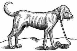 1563년 영국 블러드하운드