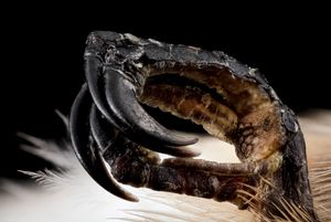 루비목벌새 발의 발가락 배열 확대 사진. 앞으로 향한 세 개의 발톱 모양 발가락과 뒤로 향한 한 개의 발가락을 보여준다.