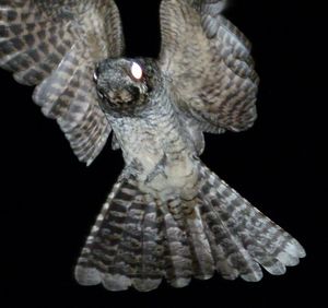 비행 중(서구 가트)