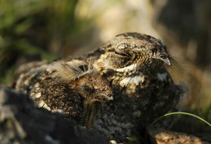 새끼와 함께, 반디푸르 국립공원