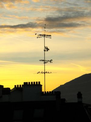 남쪽으로 이동하기 전에 모이는 유럽찌르레기 무리, 제네바