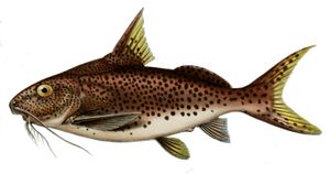 탕가니카호의 메기 시노돈티스 멀티펑크타투스(Synodontis multipunctatus)는 여러 종의 입으로 새끼를 기르는 시클리드과 어류의 탁란 기생충이다.