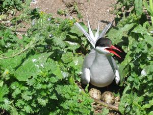 북극제비갈매기(Arctic tern)는 어떤 새보다도 가장 먼 거리를 이동한다.