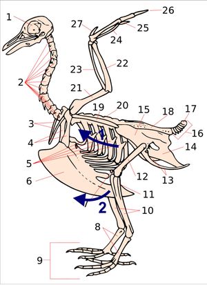  흡입 중 가슴의 움직임을 보여주는 비둘기 골격. 화살표 1은 척추늑골의 움직임을 나타낸다. 화살표 2는 그에 따른 흉골(및 용골)의 움직임을 보여준다. 두 가지 움직임 모두 조류의 몸통 가슴 부분의 수직 및 횡경선 지름을 증가시킨다.