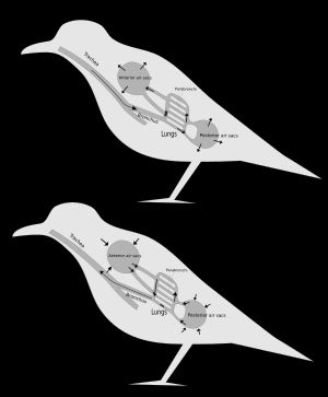  조류의 흡입-호기 순환