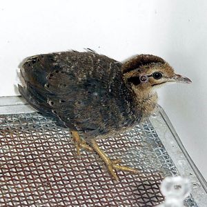 사육 중인 어린 파랑날개티나무