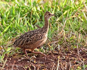 점무늬꼬마타조는 여전히 광범위하게 사냥되고 있다.