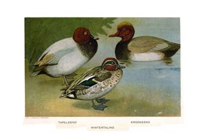 기러기과(Anatidae)