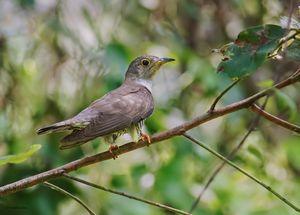 인도뻐꾸기(Barpeta, Assam)