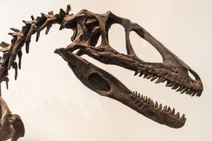 재구성된 두개골과 목, 로열 온타리오 박물관(Royal Ontario Museum)