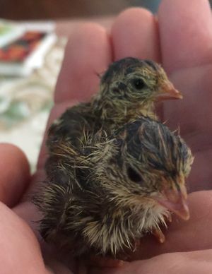 부화 직후의 메추라기