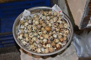 인도 코임바토르에서 판매되는 메추리알