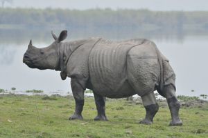 인도코뿔소(Rhinoceros unicornis)는 단형종이다.