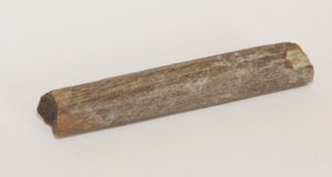 와이오밍주 랜스 지층(Lance Formation)에서 발견된 에드몬토사우루스(Edmontosaurus) 뼈층의 골화된 힘줄