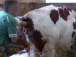 젖소가 젖을 생산하기 시작하려면 먼저 임신을 해야 한다. 수정은 인공적으로 수행된다.