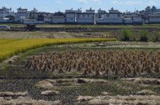 시저우에서 벼 수확