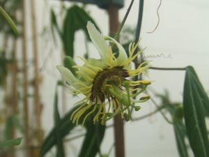 파시플로라 씨슈앙반나엔시스(Passiflora xishuangbannaensis)