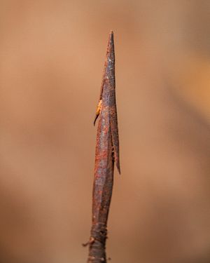 아프리카(Africa) 화살촉