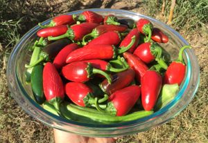 오클라호마 주 정원에서 재배된 할라피뇨. 붉은 할라피뇨는 스리라차 소스를 만드는 데 사용된다.