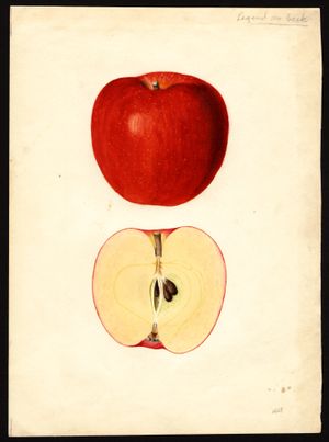 홍옥의 모계 품종인 에소퍼스 슈피첸버그