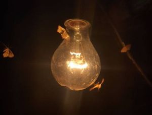 전구 주변을 맴도는 나방