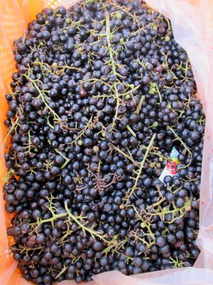 한국 문경에서 판매되는 털머루 열매