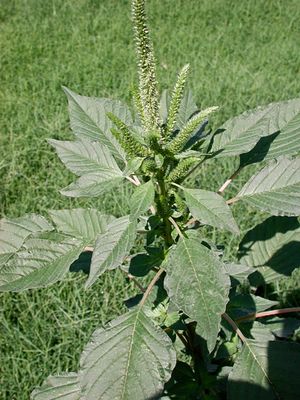 팔머 아마란스 (Amaranthus palmeri)