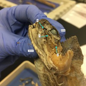 1. 열 감지 구멍으로 뻗어나가는 삼차 신경 2. 뇌에서 시작되는 삼차 신경 3. 열 감지 구멍