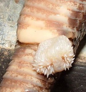 수컷 동부 다이아몬드 방울뱀의 뒤집힌 교미기