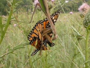사마귀(Chinese mantis)가 제왕나비를 먹고 있다.