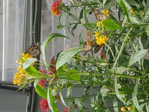 리마(페루)의 레세르바 공원에 있는 사육 중인 제왕나비