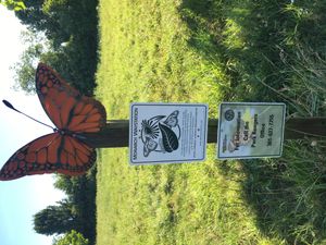 메릴랜드주 프린스조지스군 버윈하이츠 근처의 제왕나비 휴식처 (2017년 6월)