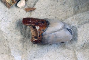 베이징 원인의 이빨